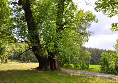 350-year-old chestnut trees